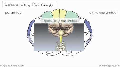 Spinal Pathways Tracts   Part 2   Ascending and Descending Tracts Overview   Anatomy Tutorial