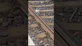 Pigeon pretending to be a train 🕊️🚂