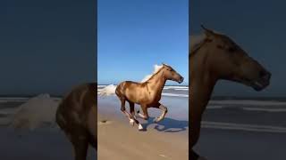 Golden Horse@CrisSunLife #animals #nature