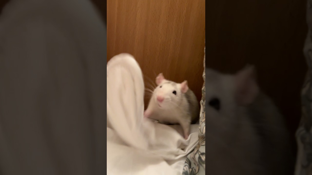 наши игры🤣