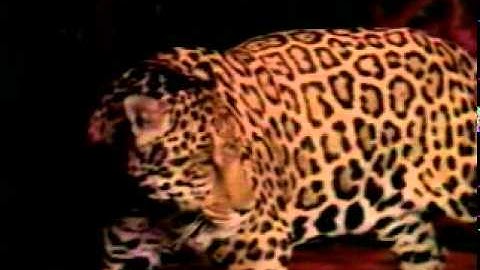 Motley Crue   Without You mv
