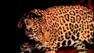 Motley Crue   Without You mv
