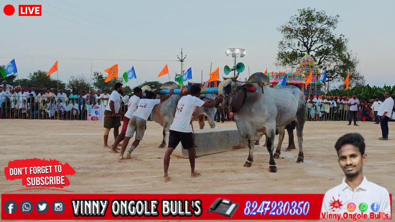 వేల్పుల గ్రామం కడప జిల్లా...సీనియర్ విభాగం 17వ జత MCOR BULL'S...❤️‍🔥