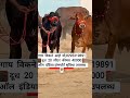 गाय  विकने  आहे  मो,8295319891दूध  20  लीटर  कीमत  40000ऑल  इंडिया ट्रांसपोर्ट सुविधा उपलब्ध  है