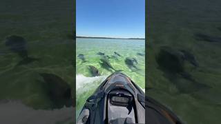 Jet Skiing with a school of dolphins 🐬