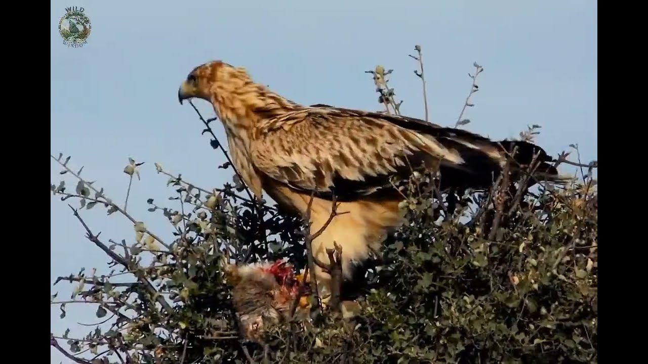 [हिन्दी डाक्यूमेंटी]