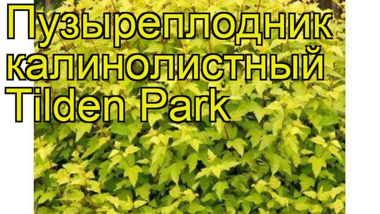 Пузыреплодник калинолистный Тильден Парк. Краткий обзор physocarpus opulifolius Tilden Park
