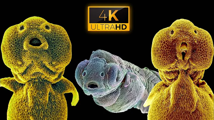 15 Amazing Things Seen Under a Microscope