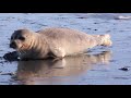 Seal makes second visit to Myrtle Beach strand