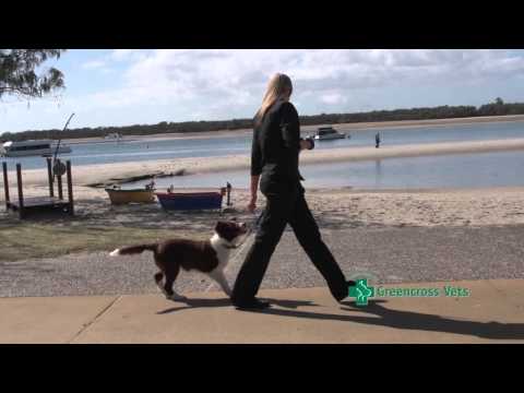 How to Teach your Puppy to Walk on a Lead