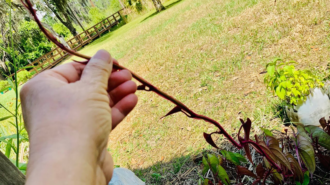 How to grow purple yam from storebought yams English YouTube