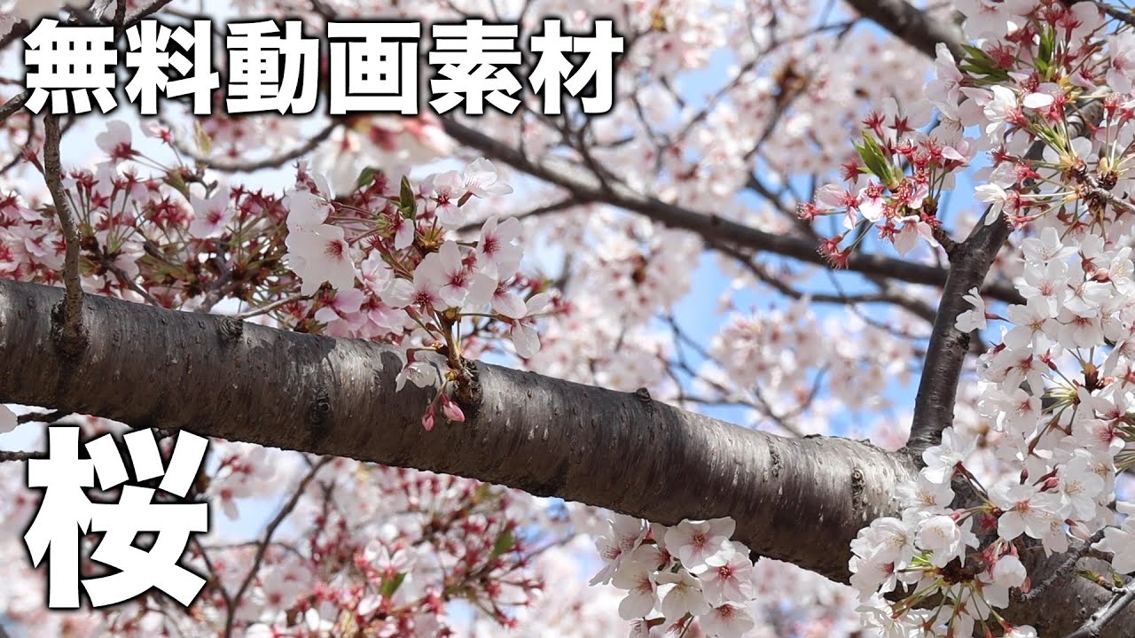 無料動画素材 桜 Free Video Cherry Blossoms Youtube