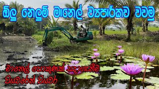 මහා පරිමාණ මානෙල් වගාවක් හරියටම කරමු / Manel wagawa /Olu wagawa / Nelum wagawa/manel pokunak Arabamu