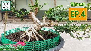 การสร้างบอนไซ How to make bonsai  EP.4 เพรมน่าทรงเอี้ยว ตอนที่ 4  ตัดกิ่งหลักเพื่อสร้างกิ่งรอง