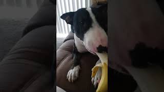 Bull Terrier Taking Little Bites