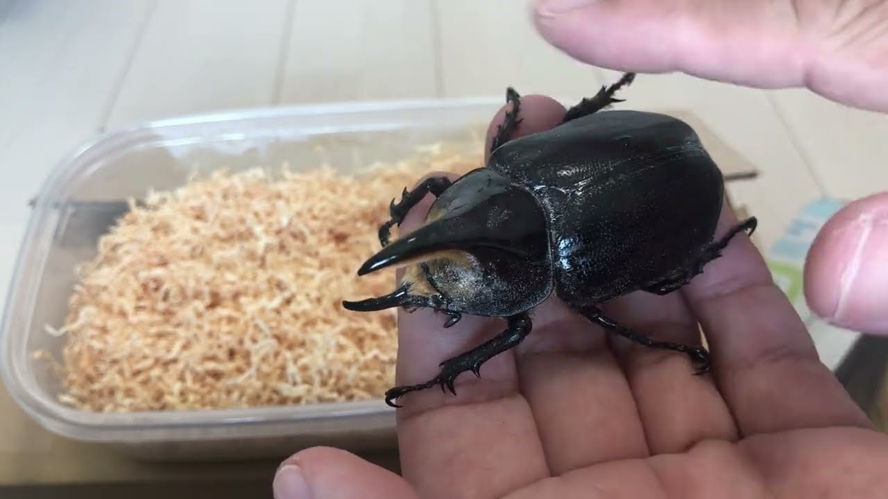 サタンオオカブト到着！開封動画！　2022年10月2日IMG 3265