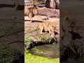 Mother's Love vs Father's Anger – The Lion Cub Rescue 🦁💛