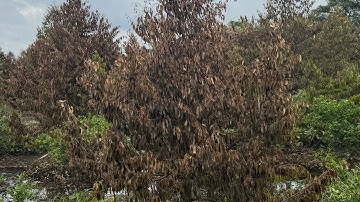 Đồng Tháp ngập lụt hàng chục hecta cây sầu riêng chìm trong nước lũ: Nông dân khóc ròng nhìn cây héo