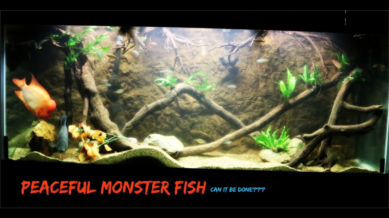 java fern windelov Monster Cichlids With Community Fish| My Experiment