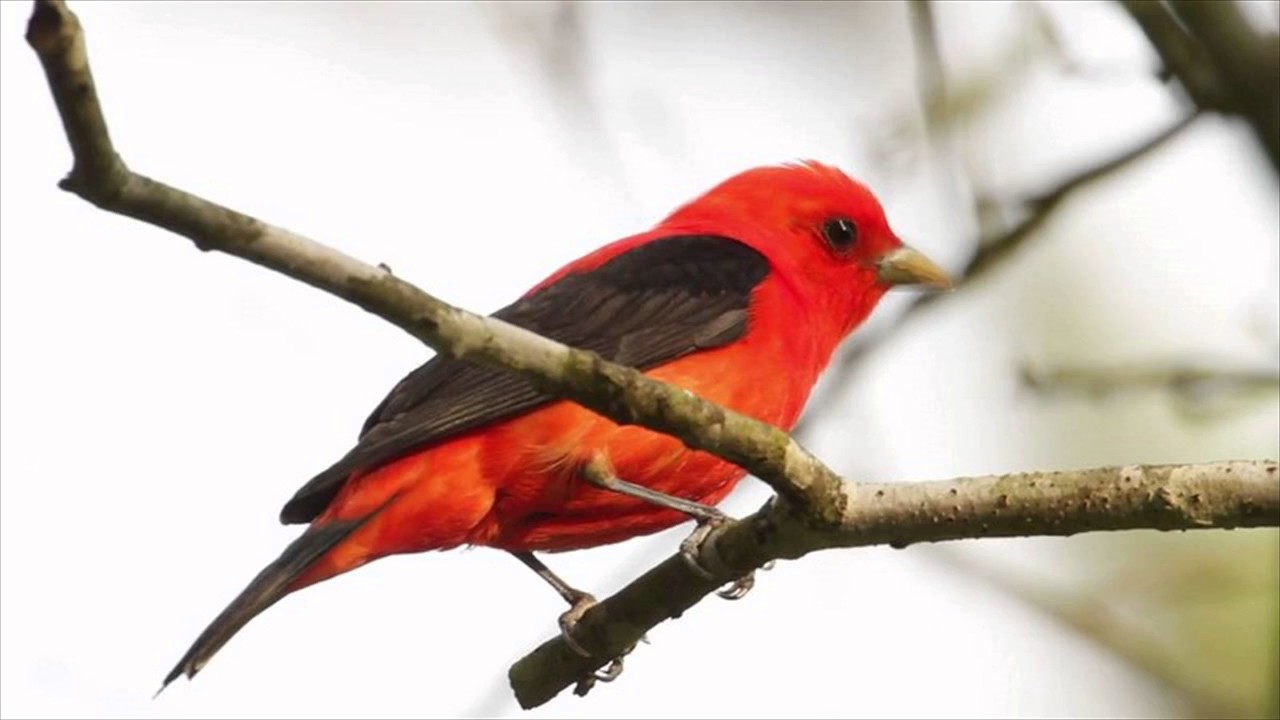 Scarlet Tanager 