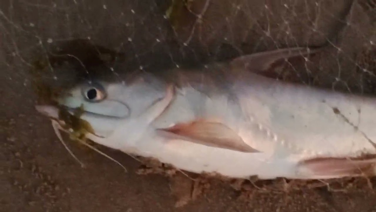 मासेमारी,वारे बीच,रत्नागिरी,कोकण.fishing. January 13, 2026.