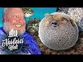 Tdlicher fugu  kugelfisch wirklich giftig  norberts welt  zoo zajac