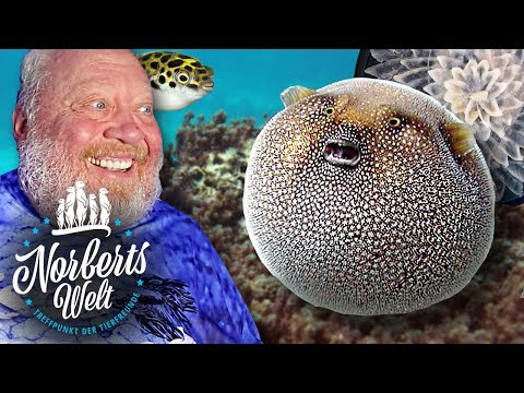 Video: Wie entschlüsselt man einen Kugelfisch?