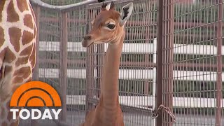 Rare spot-less giraffe born at Tennessee zoo: Help name her!