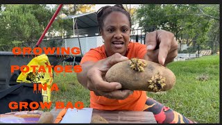 How to grow potatoes in a grow bag/growing potatoes