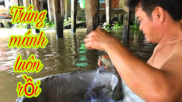 Độc Lạ Ở Miền Tây Đi Giăng Lưới Bắt Cá Lau Kiếng ( Cá S.Ấ.U Nước Ngọt ) | Fishing