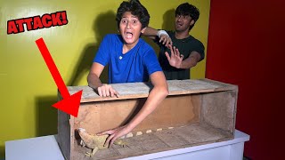 Whats In The Box Challenge wild Animals