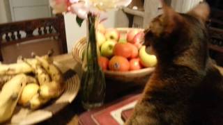 Nutmeg Eating Roses by Nutmeg the Abyssinian 65 views 8 years ago 55 seconds