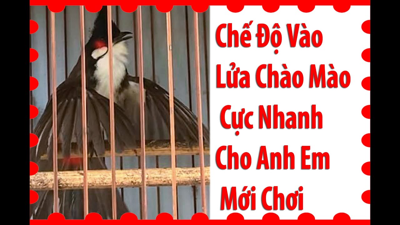 Chế Độ Vào Lửa Chào Mào Cực Nhanh Cho Anh Em Mới Chơi #Phú_Tường_wedding