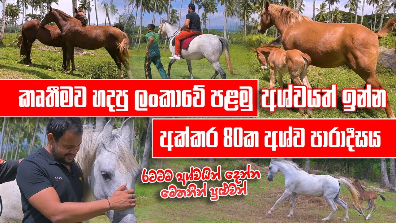 කෘතීමව හදපු ලංකාවේ පළමු අශ්වයත් ඉන්න අක්කර 80ක අශ්ව පාරාදීසය | Horse | Pet Talk