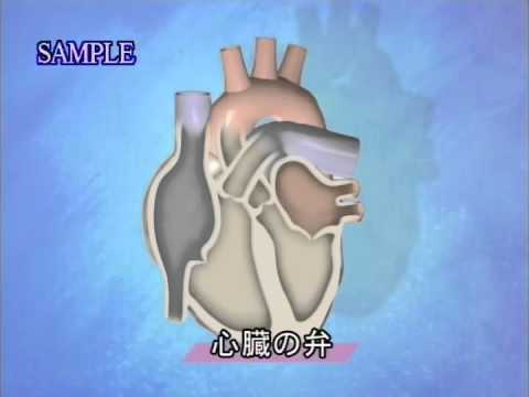 目で見る解剖と生理 第2版　Vol.3 循環系１　心臓