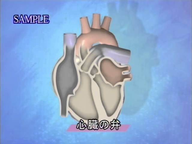目で見る解剖と生理 第2版 Vol 3 循環系１ 心臓 Youtube
