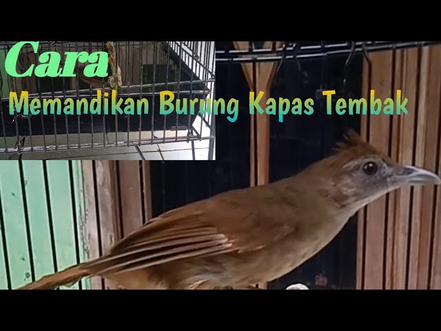 Cara Memandikan Burung Kapas Tembak#birds class=