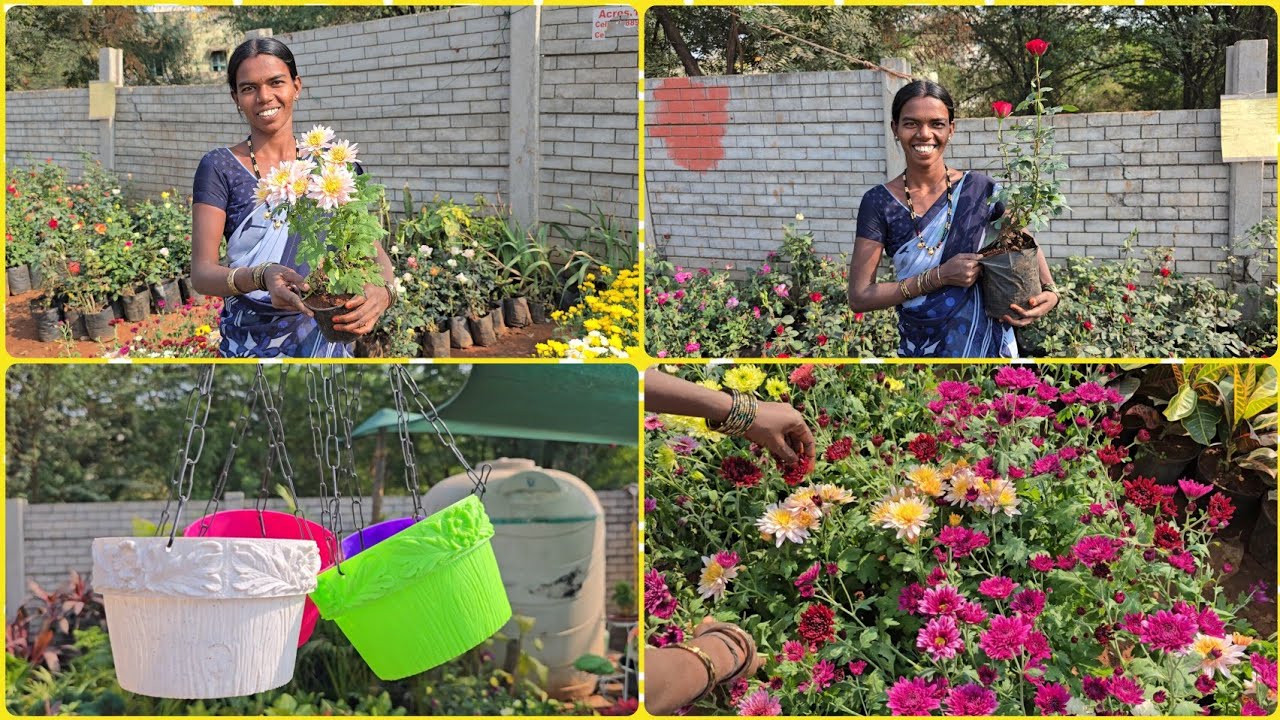 చిన్న పని మీద కర్నూలు కి వెళ్ళాము నాలుగు రకాల చామంతి చెట్లు 🌹🌹గులాబీ మీరు అడిగిన కుసుములు చెట్లు ఇవే