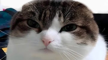 Assertion (unrated insane demon) 60hz mobile (by @Azhir and more) | Geometry Dash