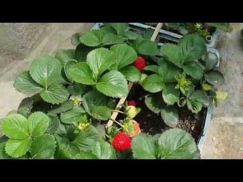 فيديو: ما هي فراولة كاماروزا - نصائح لزراعة فراولة كاماروسا