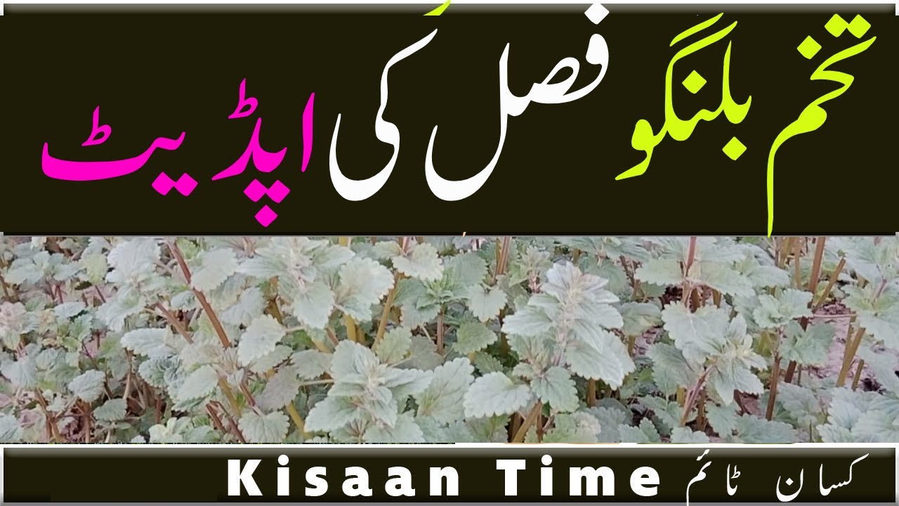 Tukh malanga ki farming tukh malanga تخم ملنگا کی کاشت tukh malanga ki kheti kisan time کسان ٹائم