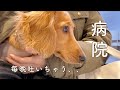 【ミニチュアダックスフンド】毎晩夜中に吐いてしまうので病院へ、、