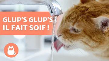 Comment empêcher un chat de boire au robinet ?