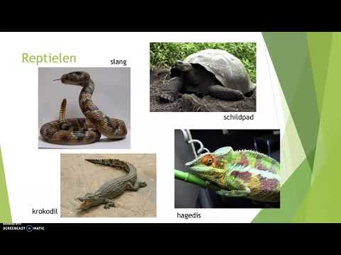 Video: Gebruik Van Optische Kaartgegevens Voor De Verbetering Van Genoomassemblages Van Gewervelde Dieren