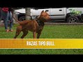 Caracteristicas y Tipos de Razas Bull- TvAgro por Juan Gonzalo Angel