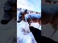 One Hit Changed Everything #shorts #aniamal #ice #viralstori