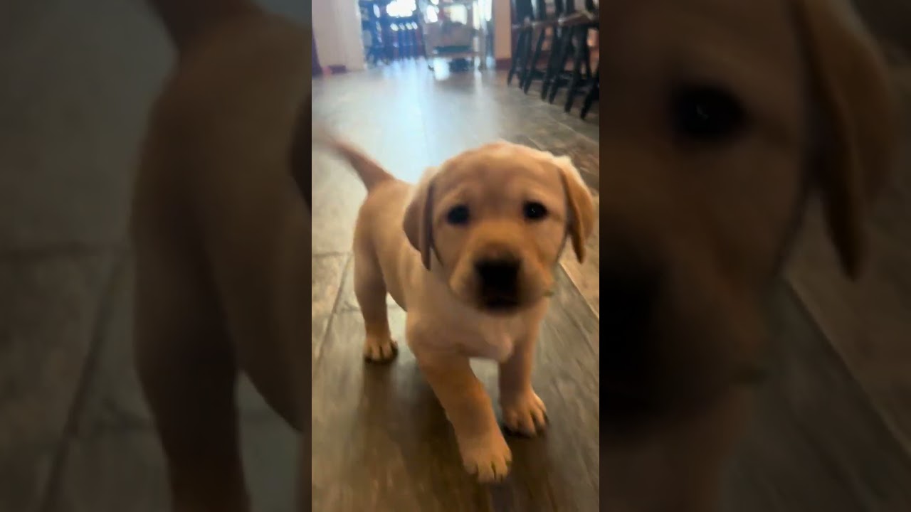 Penny & Polar’s Teal Female: Ready to Go Home Today! 2815070896 #labrador #labradorretriever