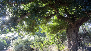 Can you spot the hidden animal?  #5 LEOPARD