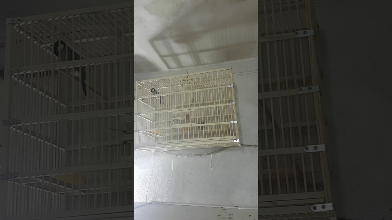 بلبل الكطعة اسمة(الوكري)