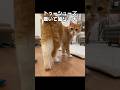 「猫リーナ」|猫あるある